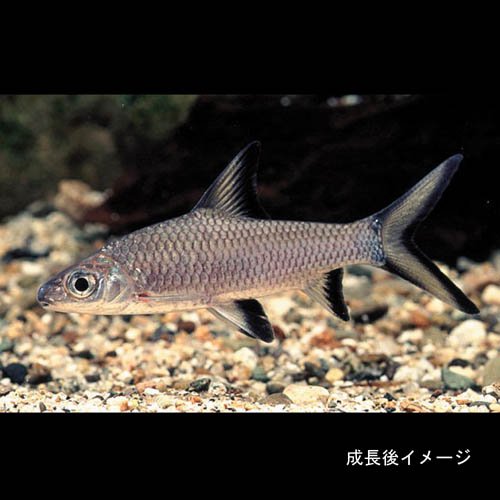 Amazon | (熱帯魚)シルバーシャーク （約5cm）＜3匹＞[生体] | 観賞魚